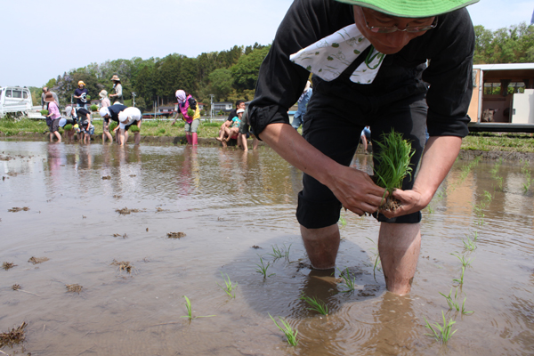 香り米プロジェクト　抜きん出て早い